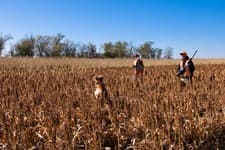 Gunner's Haven Pheasant Camp image 2