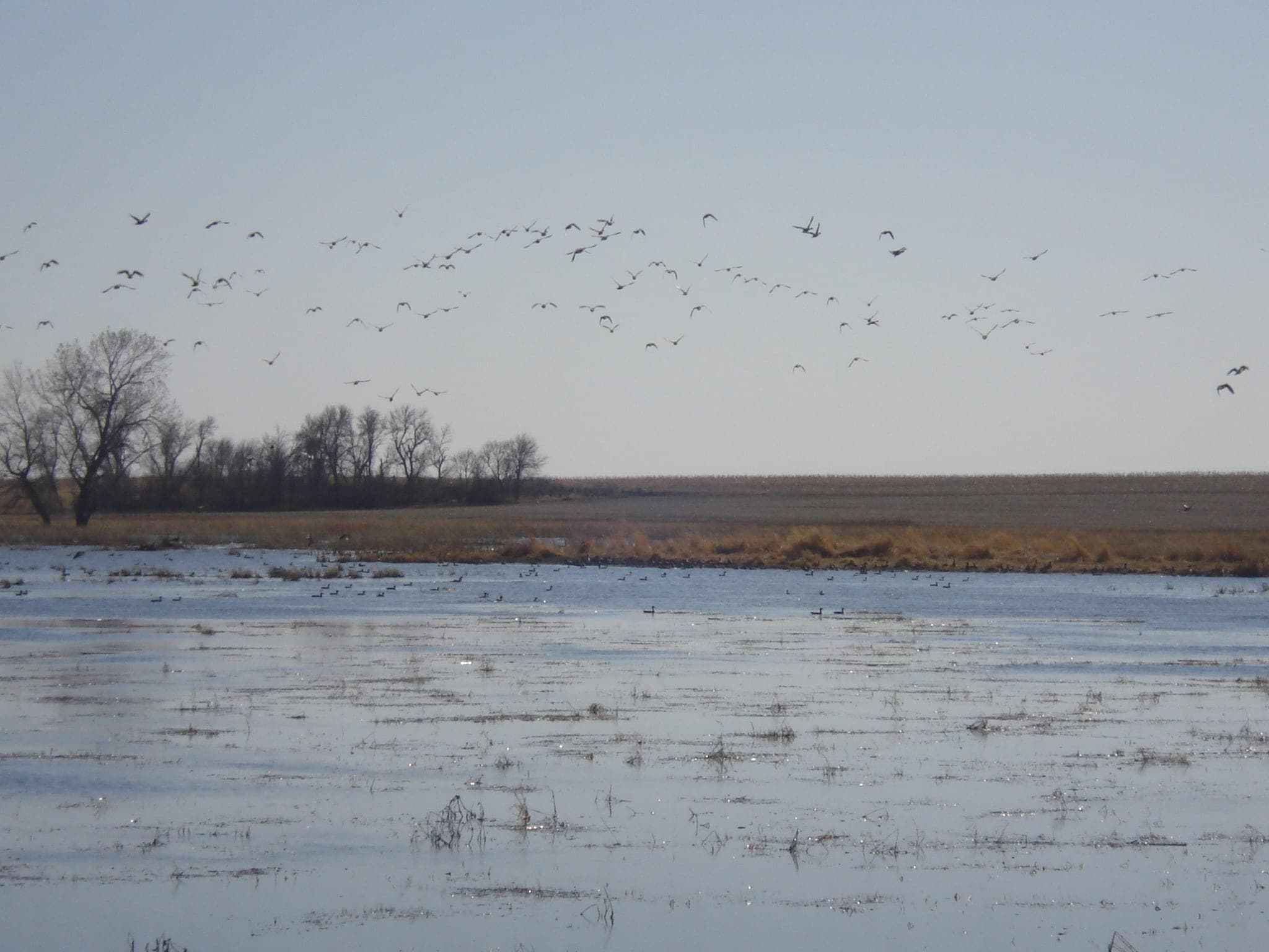Gunner's Haven Pheasant Camp image 3