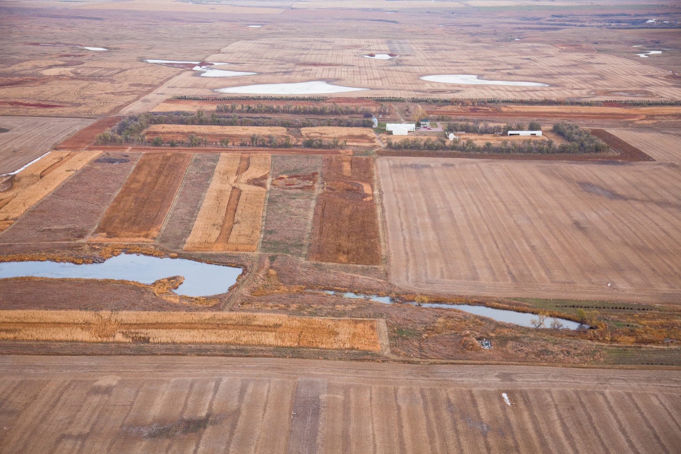 Faulkton South Dakota Pheasant Hunting | Faulkton, SD image 15
