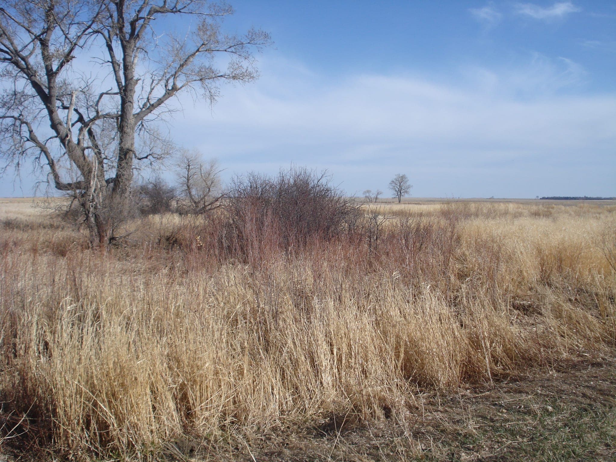 Gunner's Haven Pheasant Camp image 5