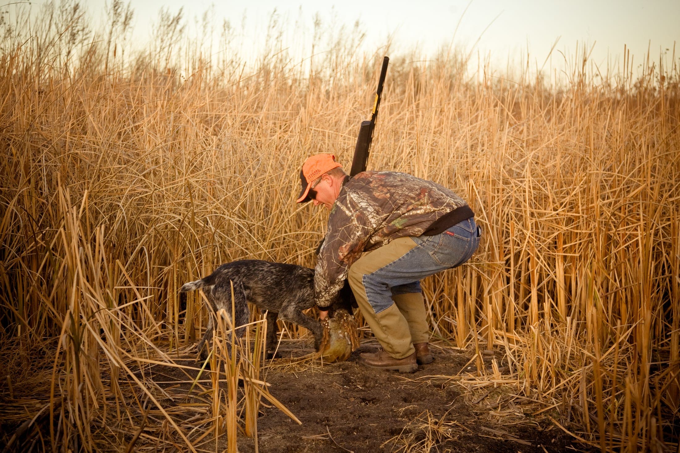 Faulkton South Dakota Pheasant Hunting | Faulkton, SD image 9