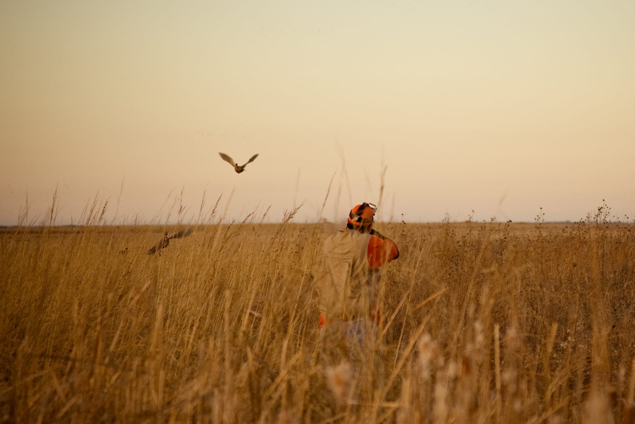 Faulkton South Dakota Pheasant Hunting | Faulkton, SD image 10